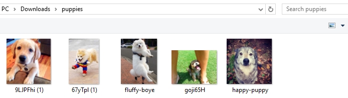 Folder Puppies